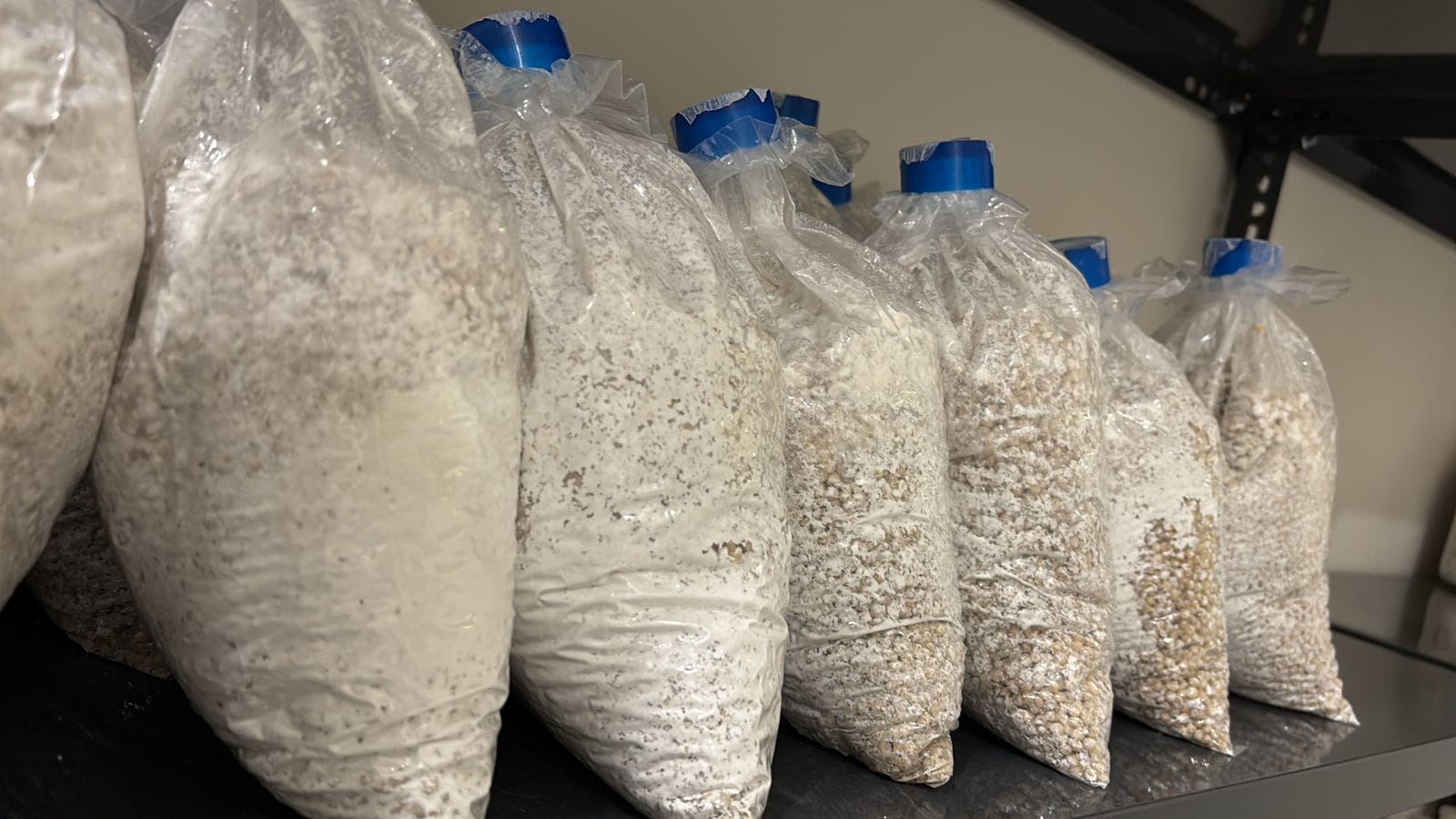 High Purity Mushroom Spawn